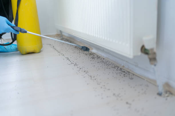 Wasp Removal Services in North Bay Village, FL